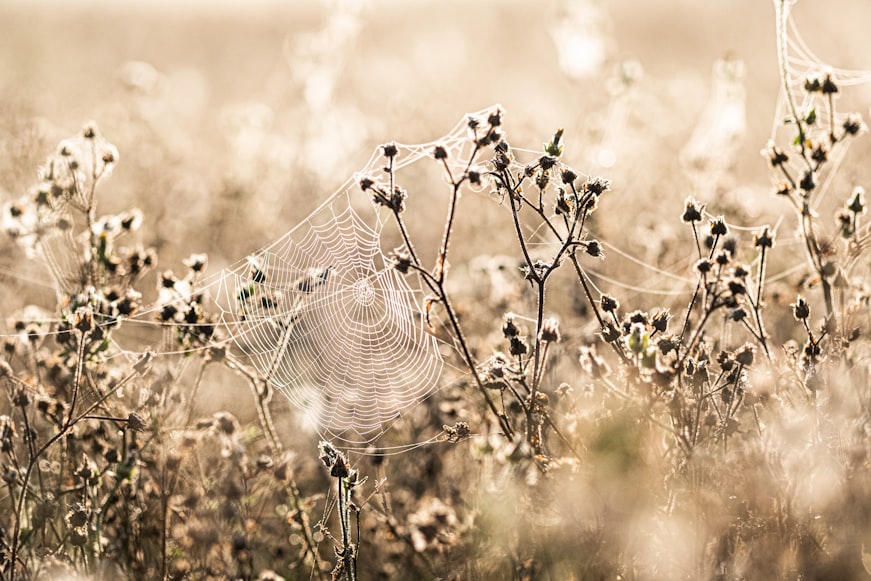 Cranberry Field Spiders