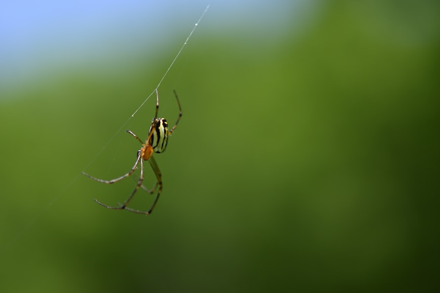 Cranberry Field Spiders